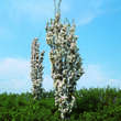 Prunus serrulata 'Amanogawa': Bild 1/3