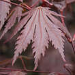 Acer palmatum 'Yasemin': Bild 2/5