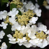 Viburnum plicatum tomentosum - Etagenschneeball