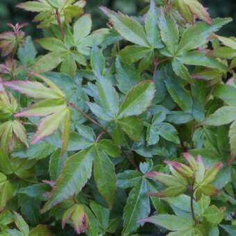 Acer palmatum 'Murasaki-kiyohime'