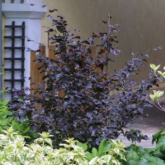 Fagus sylvatica 'Purpurea Nana'