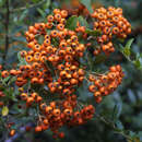 Pyracantha 'Orange Glow' - Feuerdorn