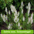 Rosen-Stauden-Kollektion Nr. 600: Bild 11/12