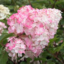 Hydrangea paniculata 'Vanille Frais' - Rispenhortensie