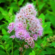 Spiraea humilis: Bild 1/1