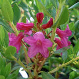 Rhododendron hirsutum - Bewimperter Almrausch