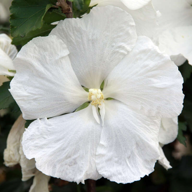 Eibisch Hibiscus syriacus 'Diana' weiß