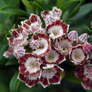 Kalmia latifolia 'Minuet' - Berglorbeer, Porzellanstrauch