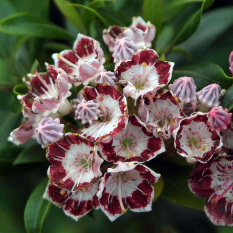 Berglorbeer, Porzellanstrauch - Kalmia latifolia &lsquo;Minuet&rsquo; - mehrfärbig