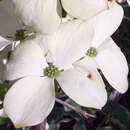 Cornus florida - Amerikanischer Blumenhartriegel