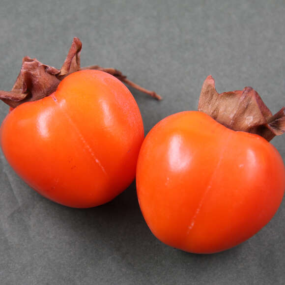 Diospyros kaki 'Neustadt Weinstraße': Bild 3/4