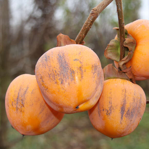 Diospyros kaki 'Neustadt Weinstraße': Bild 4/4