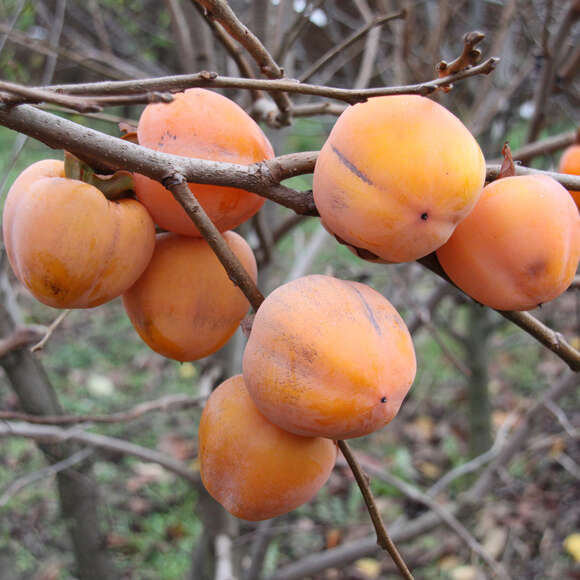 Diospyros kaki 'Neustadt Weinstraße': Bild 2/4