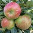 Malus domestica 'Rondo': Bild 3/6