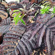 Albizia julibrissin 'Chocolate Fountain': Bild 1/3