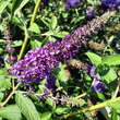 Buddleja davidii 'Empire Blue': Bild 2/5