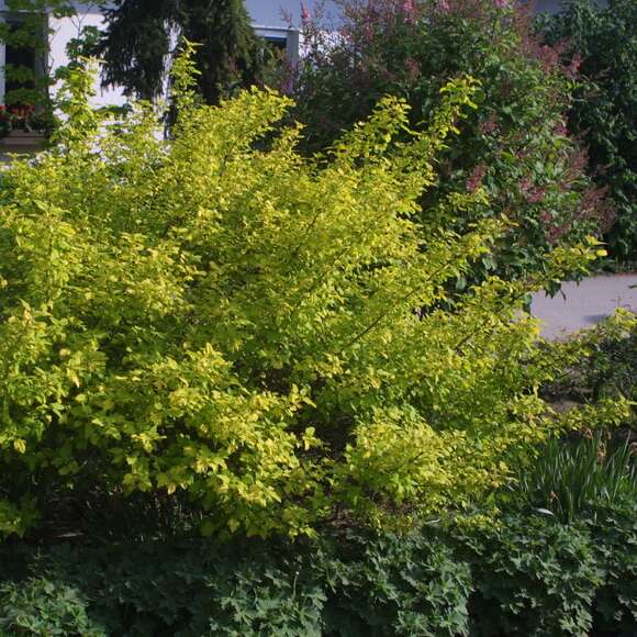 Physocarpus opulifolius 'Dart's Gold': Bild 4/5 Physocarpus opulifolius 'Dart's Gold': Bild 4/5