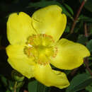 Hypericum 'Hidcote' - Johannisstrauch