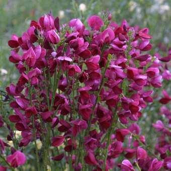 Cytisus praecox 'Hollandia'