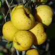 Chaenomeles japonica: Bild 2/5