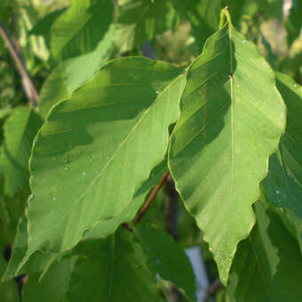 Fagus engleriana