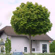 Acer platanoides 'Globosum': Bild 1/8