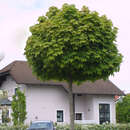 Acer platanoides 'Globosum' - Kugelahorn