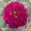 Rose 'Black Perfumella': Bild 3/3