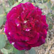 Rose 'Black Perfumella': Bild 3/3