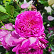 Rose 'Starlet Melina': Bild 2/3