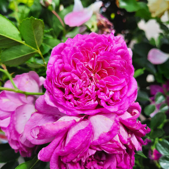 Rose 'Starlet Melina': Bild 2/3 Rose 'Starlet Melina': Bild 2/3