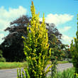 Ulmus hollandica 'Wredei': Bild 1/2