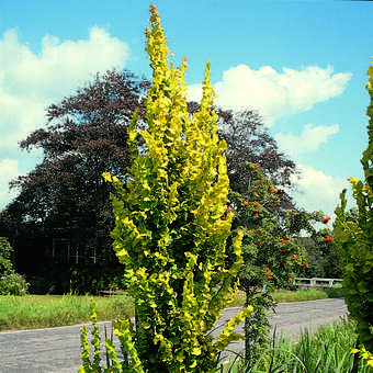 Ulmus hollandica 'Wredei'