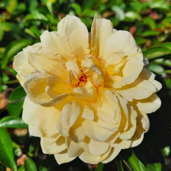 Rose 'Nadia Meidiland': Bild 2/3