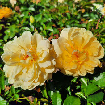 Rose 'Nadia Meidiland': Bild 3/3