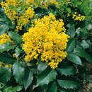 Mahonia aquifolium 'Apollo' - Mahonie