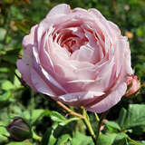 Rose 'Divina' - Kletterrose