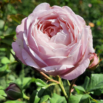 Rose 'Divina'