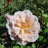 Rose 'Elizabeth' - Englische Strauchrose