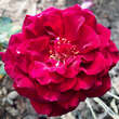 Rose 'Black Perfumella': Bild 1/3