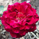 Rose 'Black Perfumella' - Moderne Edelrose