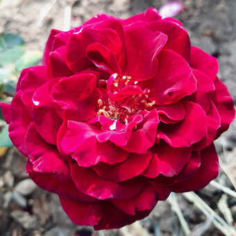 Rose 'Black Perfumella'