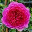 Rose 'Starlet Melina': Bild 1/3