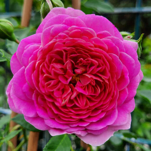 Rose 'Starlet Melina': Bild 1/3 Rose 'Starlet Melina': Bild 1/3