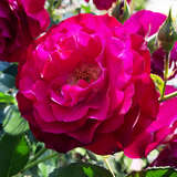 Rose 'Blue Eden' - Moderne Strauchrose