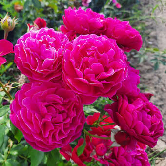 Rose 'Dolce'