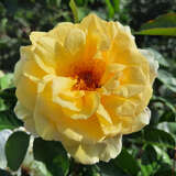 Rose 'Nadia Zerouali' - Essbare Rose, Beetrose