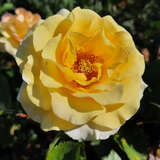 Rose 'Sunmaid' - Beetrose