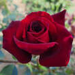 Rose 'Black Perfumella': Bild 2/3
