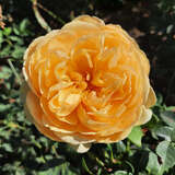 Rose 'Bring Me Sunshine' - Englische Strauchrose